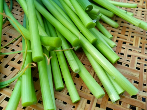 【希少★期間・数量限定　ニンニクの芽2kg】農薬・除草剤・化学肥料不使用