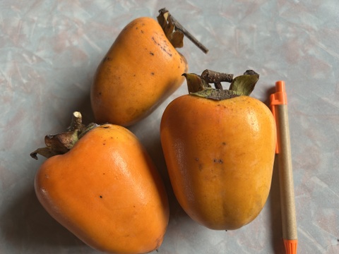 1 kg(5個程度)で干し柿お試し！干し柿用訳あり渋柿