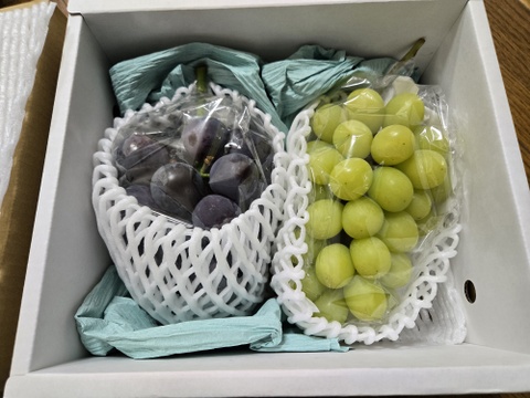 完熟シャインマスカット&ニューピオーネ