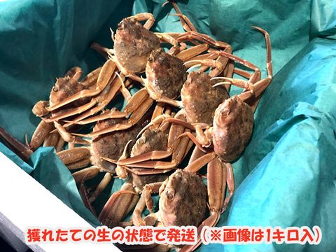 訳あり生メガニ（赤子）外子が魅力 蟹料理に活用できる期間限定品　約1キロ（5～10尾入）