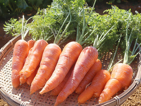 冬野菜Lセット9品目前後（農薬・化学肥料不使用）