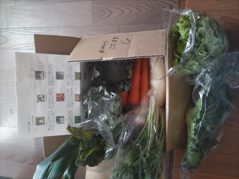 旬＊お試し野菜セット(６～7品目)