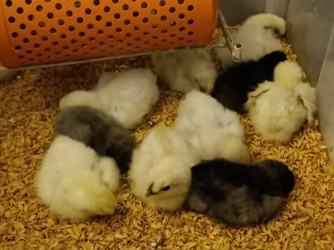 兵庫県芦屋産 放飼い烏骨鶏の有精卵『ラン・デリッチ』　６個入【品質検査済み】■通常配送■【冬ギフト】