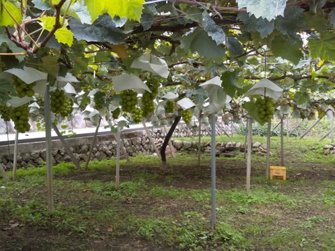 NEW★10月上旬発送特別追加（山梨県産 シャインマスカット 約1.6㎏）