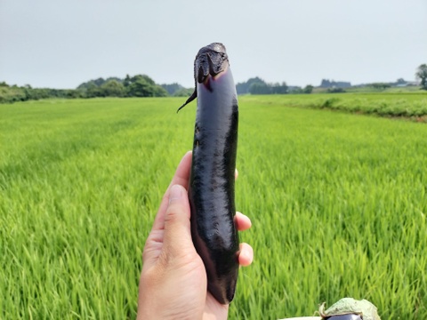 ナス好きのための🍆食べ比べセット3ｋｇ