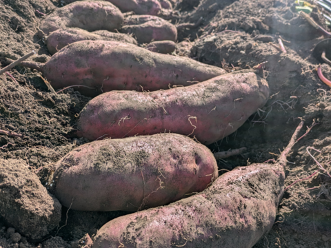 【冬ギフト】☆鍋にもぴったり。新鮮野菜を信州の高原よりお届け！旬の野菜セット７種（レギュラー）
