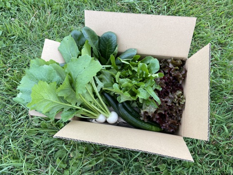 山のミネラルたっぷり野菜セット＜葉物多め＞２～３人用