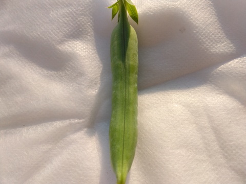 小分けで便利♪『(A品)になれなかったスナップエンドウ』1Kg