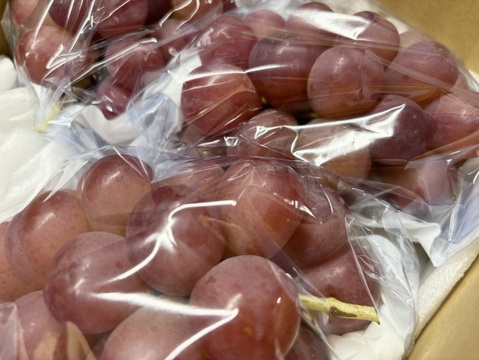 赤系希少ぶどう！スカーレット1.5kg