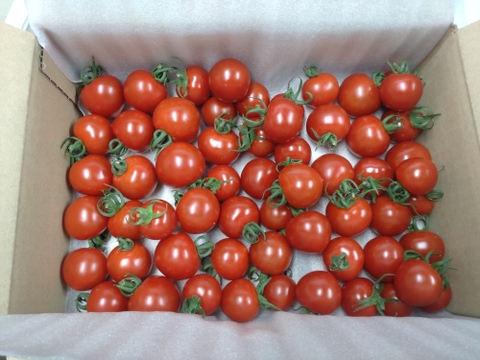 パクパク食べちゃう美味しいミニトマト『みや娘(みやっこ)』🍅(1kg)