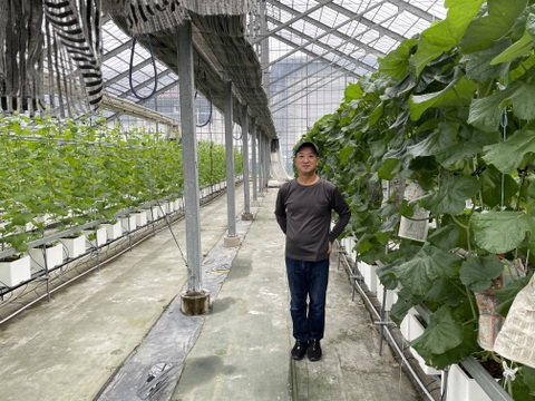 【お漬物に】【数量限定】子メロン（摘果メロン）　４㎏