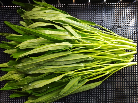 「ホワイト空心菜」で食卓に彩りを！ 【１００ｇ×１５袋】