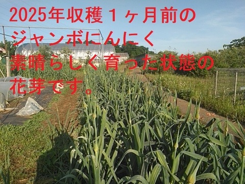 【今が旬】大きさと味に感動！安心安全の農法で育てたジャンボにんにく【一房】