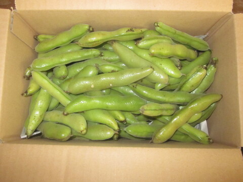 瀬戸内よりお届け！愛媛県産そらまめ（さぬき長そらまめ）2㎏【約80