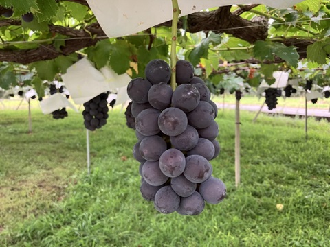 食べチョク登録記念　
山梨県産ピオーネ約1㎏~1.2kg　【ご家庭用】