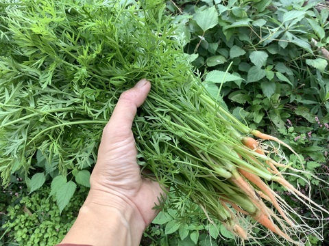 カラフルいんげん300g✖️間引き菜（大根葉、人参葉、蕪菜など）1000gセット