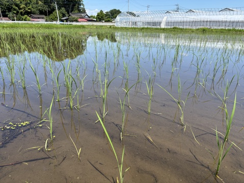 🌾令和7年度新米🌾有機JAS認証🌾
いつでも美味しいコシヒカリ❗️もちもちっと5Kg玄米
