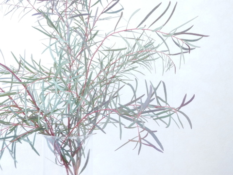 ユーカリ枝物【ニコリ】(50～60㎝/10本)インテリアをおしゃれに！アレンジにも