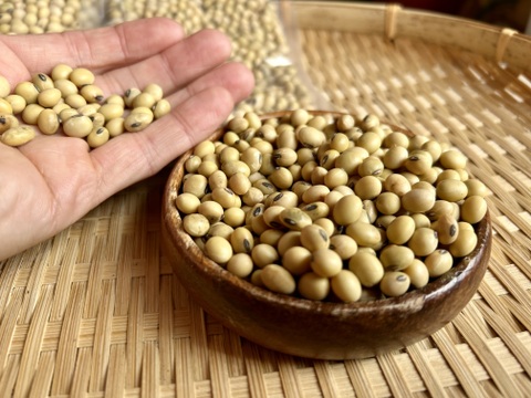 奥出雲産自然栽培八天狗豆(味噌仕込み大容量500g)