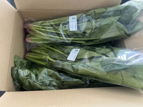 【有機JAS認証】ほうれん草 たっぷり3kg