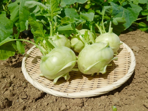 【数量限定】瀬戸牛農園の夏野菜セット(おまかせ詰め合わせ)[化学農薬・化学肥料・除草剤不使用]