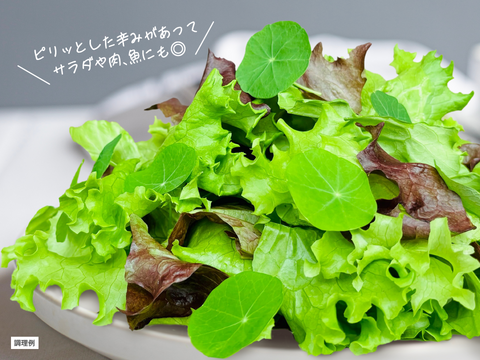 【FISH VEGGIES】ナスタチウムの葉 30枚程度　化学肥料/農薬不使用だから安心して食べられる