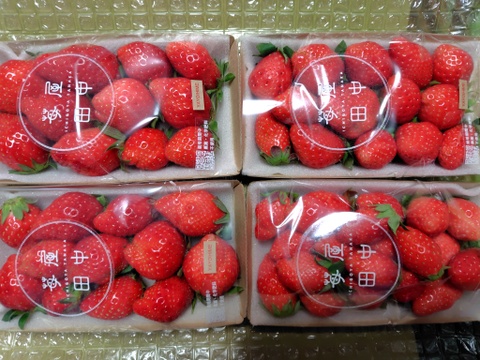 栽培期間中農薬不使用　苺　4パックセット(二等品)