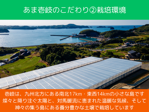 【リピート率97％！】離島育ちの甘いミディトマト『あま壱岐』1kg　アイメック農法と豊かな自然で育まれた自慢のトマトをぜひお試しください！地元スーパーの大人気商品です