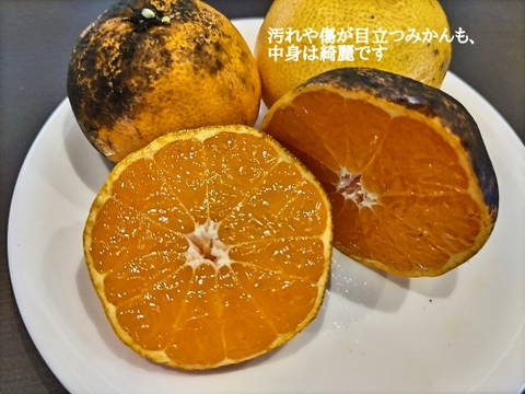 《農薬不使用》サイズ不揃い温州みかん(加工用・5kg)