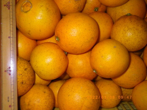 自然農　ネーブルオレンジ(6kg)　広島県尾道市因島の12年以上農薬肥料不使用の畑で栽培