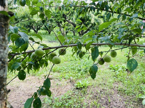 爽やかな香りの南高梅1kg