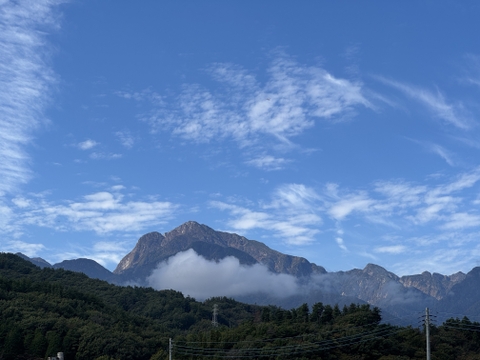 農薬不使用キウイフルーツLサイズ　16個 (約1.9kg)