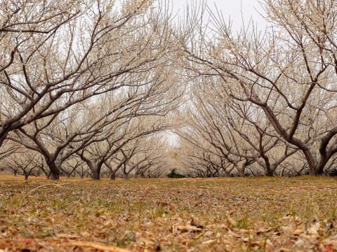 収穫当日に発送！青梅の代表格「白加賀」1kg