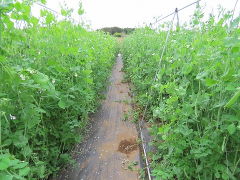 手作りスナップエンドウ1kg