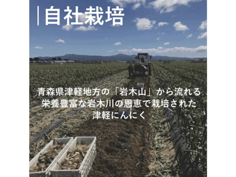 旨みを最大限に引き上げた「津軽黒にんにく」 訳あり 2kg 500g×4 青森県産にんにくを熟成発酵！