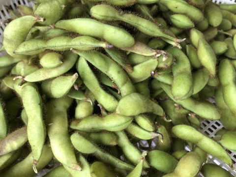 食べ始めたら止まらないっ！！自然栽培の枝豆ユキホマレ(1kg)