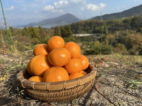 愛媛県大三島産みかん🍊【農薬不使用】5キロ