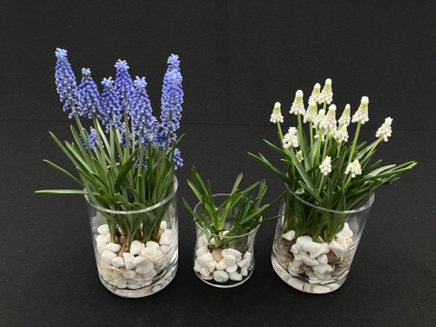 可愛らしいムスカリ白６球 透明クリアカップ入(小石付）
【期間限定】
