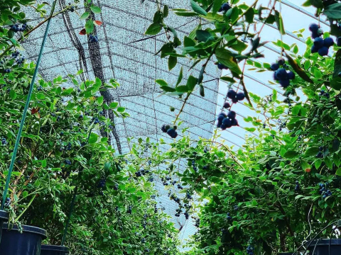 濃厚チョコ×ブルーベリー羊羹（ようかん）｜3個入り