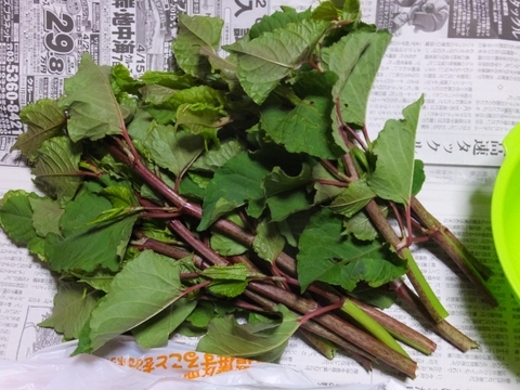 【妙高の自然たっぷり】春の山菜セット 60サイズにいっぱい （500グラム程度）