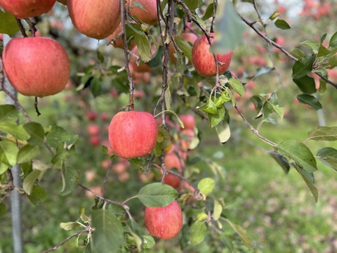 【真っ赤な訳あり】甘さ濃厚‼️山形県産サンふじ【5キロ】