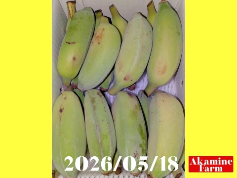 数量限定です！貴重『アップルバナナ』約2kg