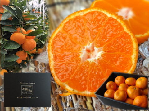 【夏ギフト】とろける甘さ！濃厚ハウスみかん！果汁たっぷり！冷蔵庫でキンキンに冷やしてやみつき！ネットで話題のブランドみかん！「蜜ツ星（みつぼし）」　黒の化粧箱　バラ詰め　約１．８ｋｇ【商品番号26】