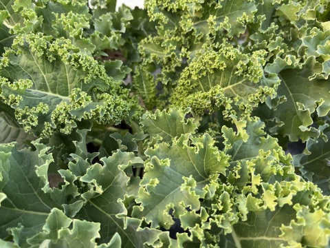 【カーリーケール】１kg大袋　農薬・化学肥料不使用