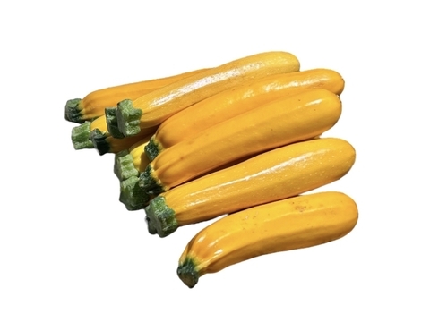 【栽培期間中　農薬不使用】主役にも、脇役にもなれる！肉厚ズッキーニ　黄色（60サイズの箱にはいるだけ！）