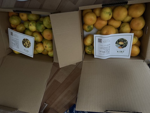 ［6kg］秋みかんの食べ比べセット（YN-26・日南1号）・極早生みかん（大小混合）