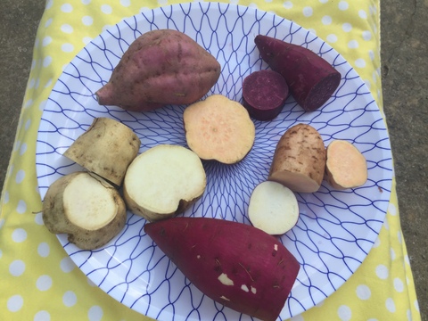 【数量限定】さつまいも5種食べ比べセット《計2kg》