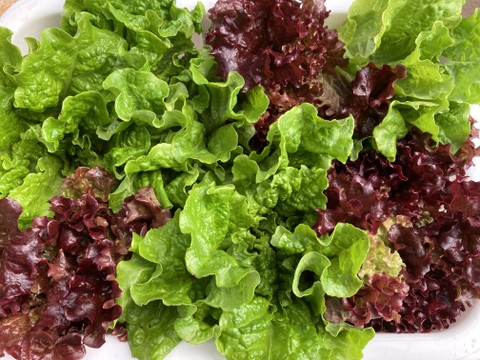 もりもりサンチュとサニーレタス詰め合わせ