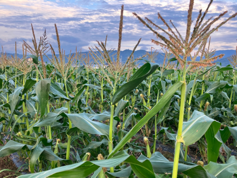 【2024夏】7月中旬～甘い❗果汁したたるドルチェドリーム🌽4㎏（朝穫れとうもろこし）