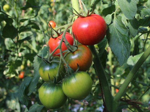 食べ比べセット｜フルーツトマトと大玉トマト それぞれ1kg【トマト食べ比べ】